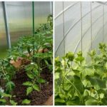 Eine Rekordernte wird sogar die Nachbarn überraschen: Wie man den