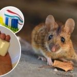 Ratten und Mäuse werden für immer verschwinden: ein kostengünstiges Mittel
